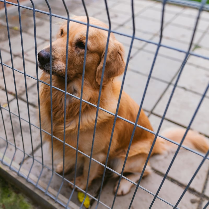 Erfüllen Sie einen Weihnachtswunsch für ein Hundeheim Machen wir dem Leiden ein Ende - 2