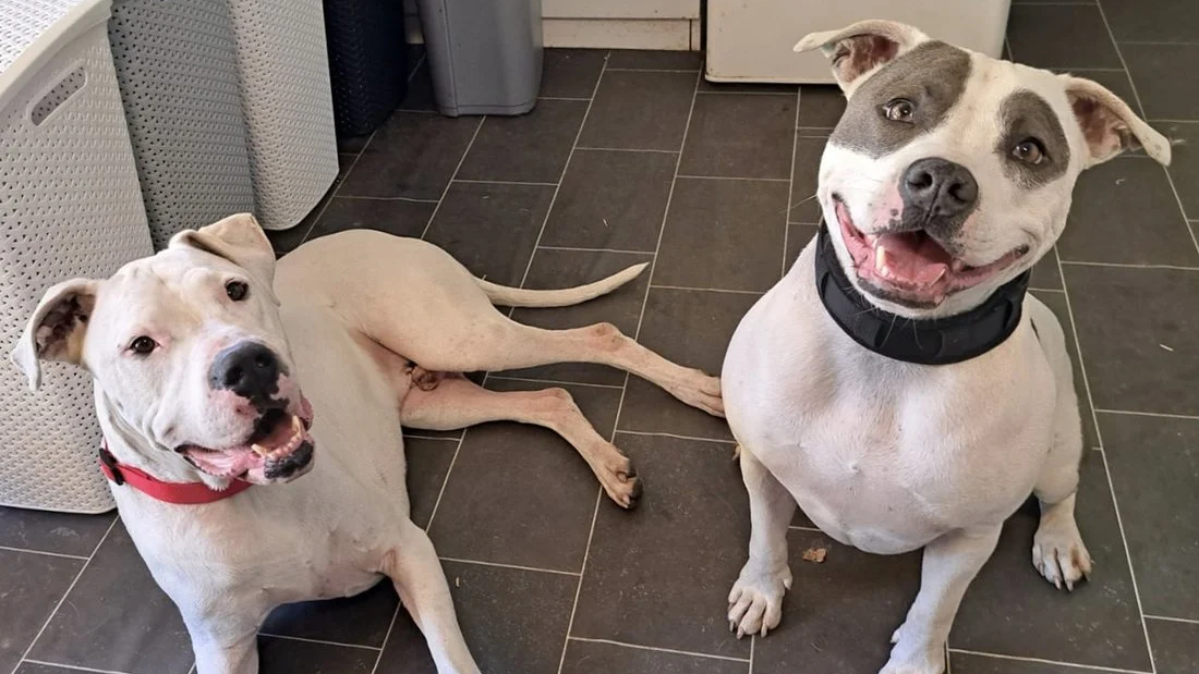 Splňte vánoční přání psímu domovu Zastavme utrpení