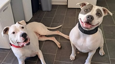 Splňte vánoční přání psímu domovu Zastavme utrpení