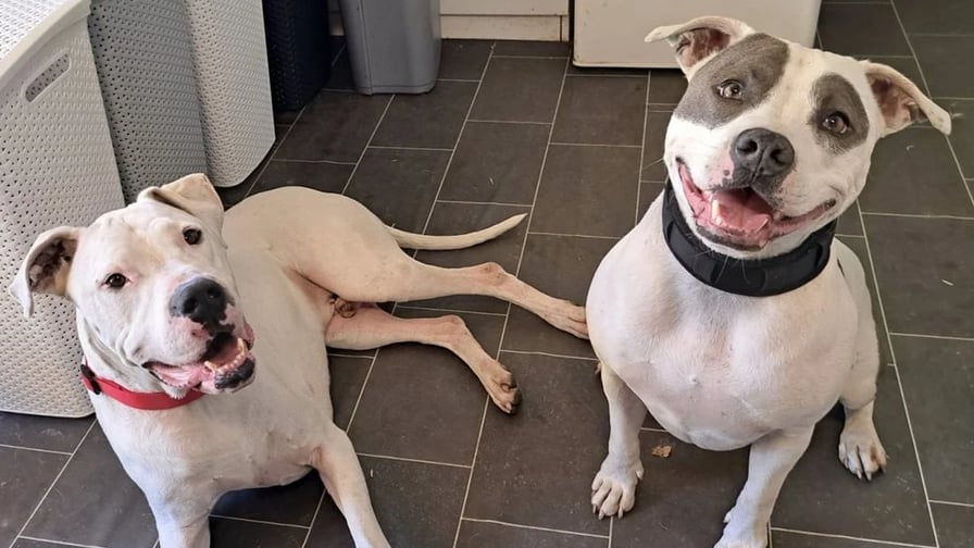 Splňte vánoční přání psímu domovu Zastavme utrpení